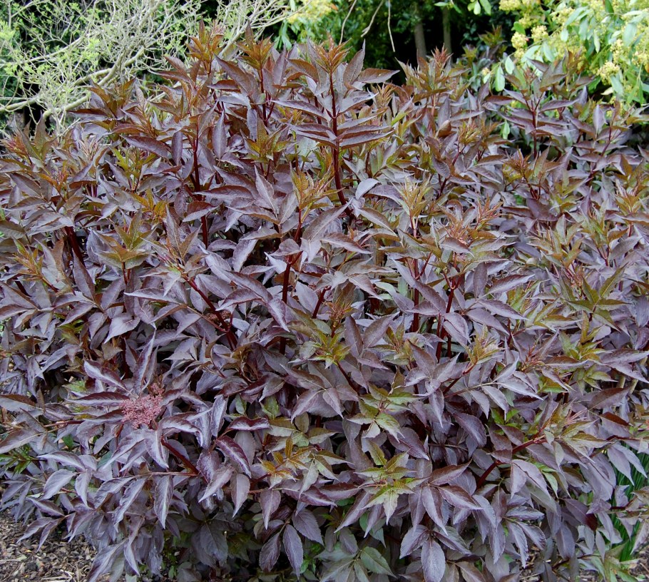 Бузина черная Black Beauty Gerda