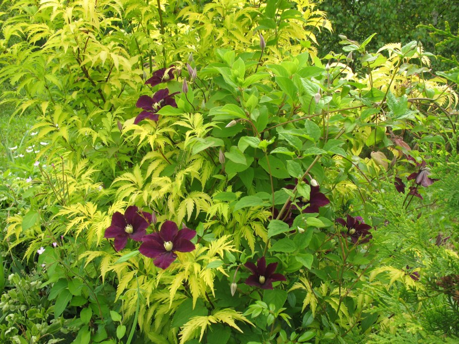 Бузина Блэк Лэйс