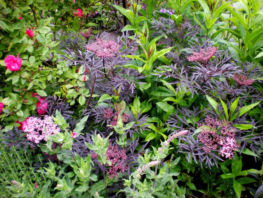 Бузина чёрная Блэк