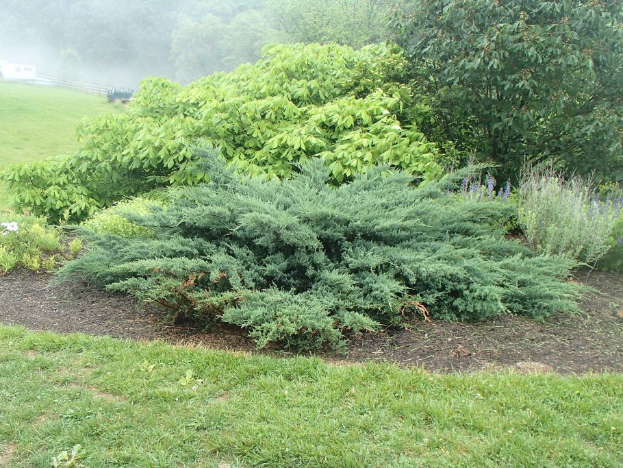 Можжевельник виргинский грей Оул