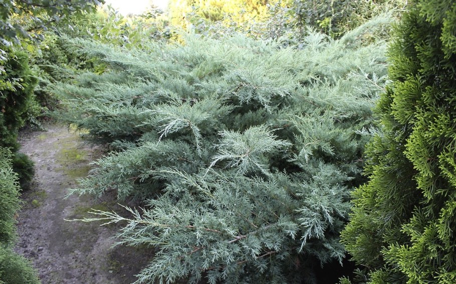 Можжевельник средний pfitzeriana glauca