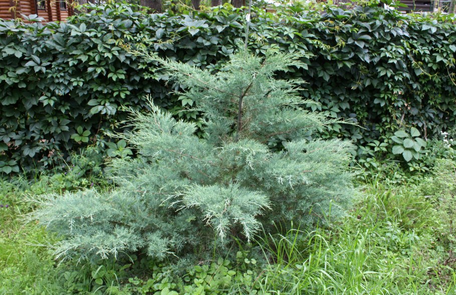 Можжевельник виргинский 'хётц'