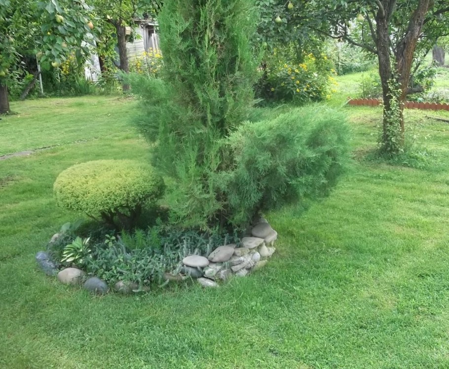 Можжевельник виргинский Hetz