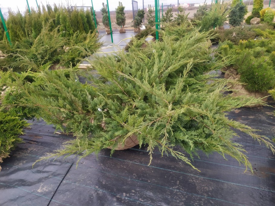 Можжевельник виргинский Хетц