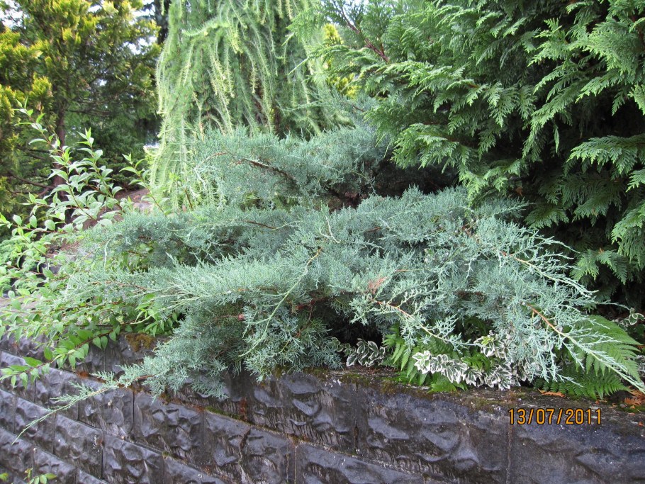 Можжевельник виргинский Grey