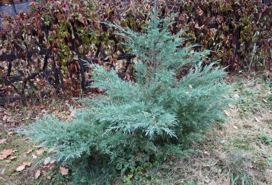 Можжевельник виргинский "Hetzii"