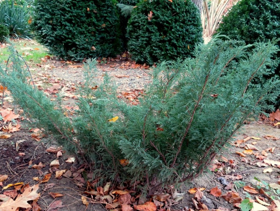 Можжевельник казацкий glauca