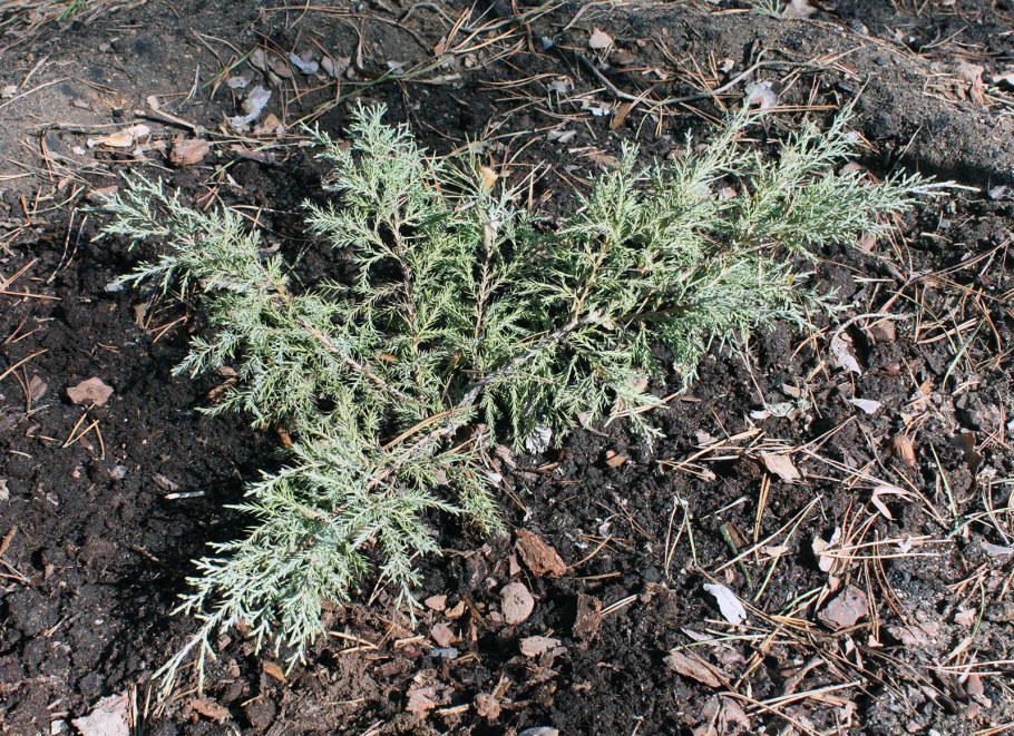 Можжевельник виргинский грей Оул