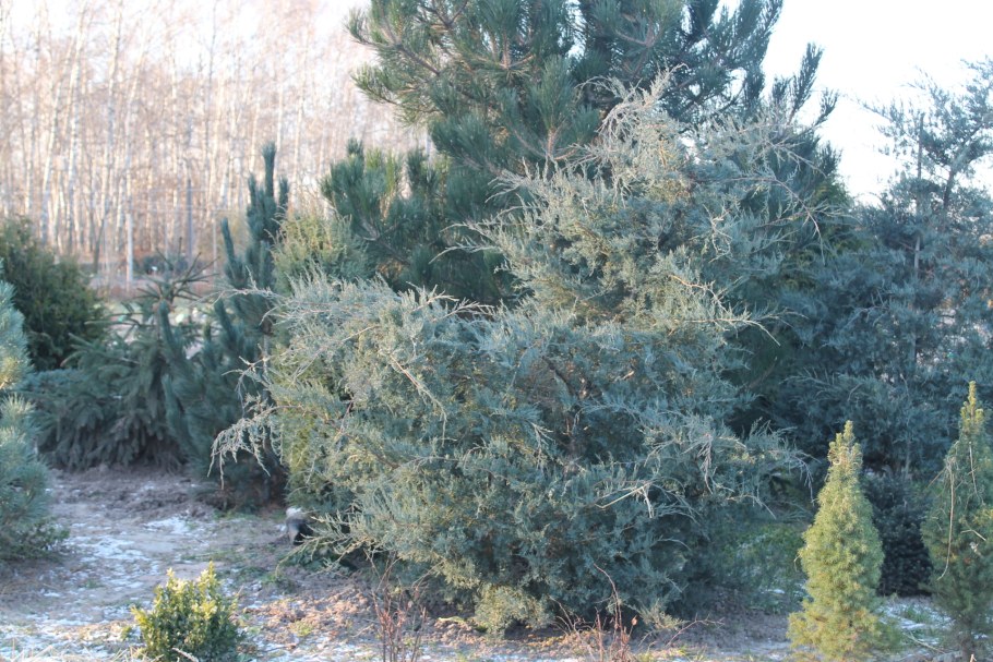 Можжевельник грей Оул