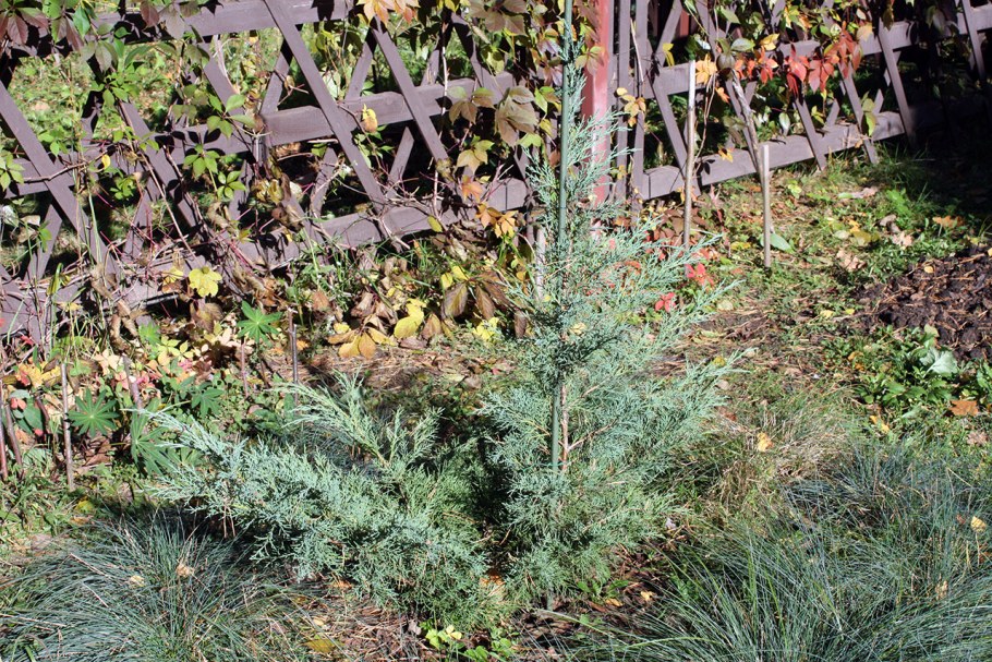 Можжевельник виргинский Хетц