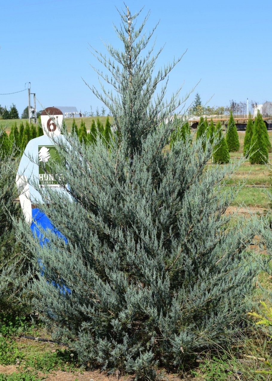 Можжевельник виргинский glauca