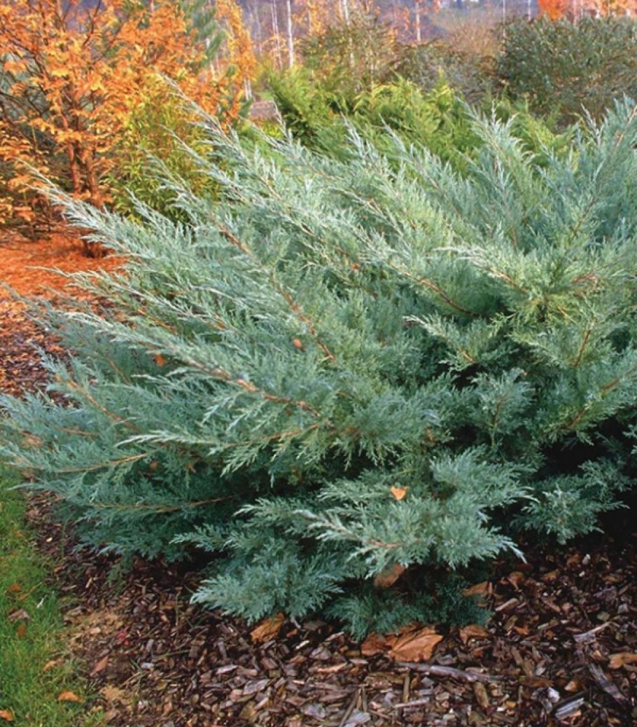 Можжевельник виргинский Хетц