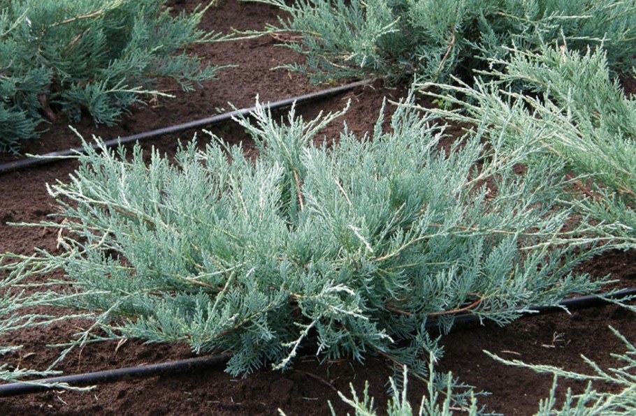 Можжевельник виргинский грей Оул