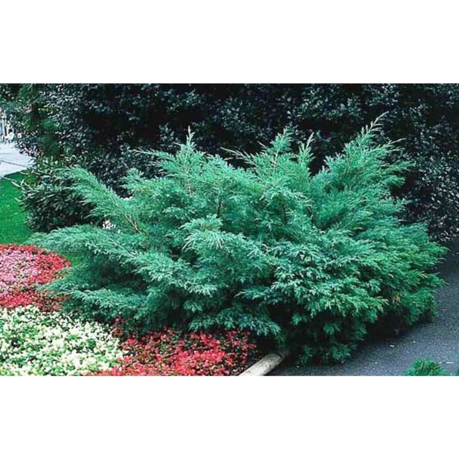 Можжевельник Хейтс