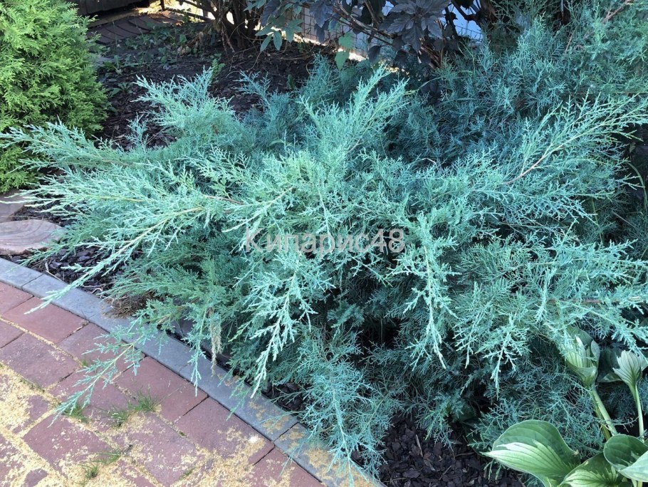 Можжевельник грей Оул