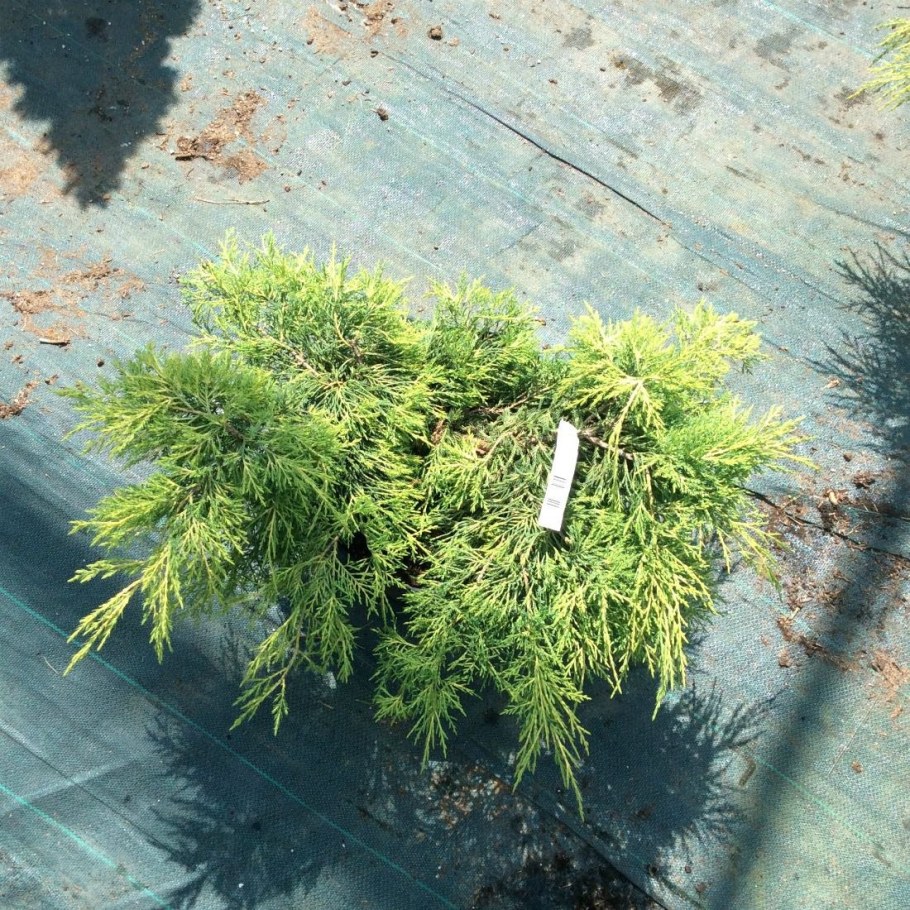 Можжевельник Сайбрук Голд