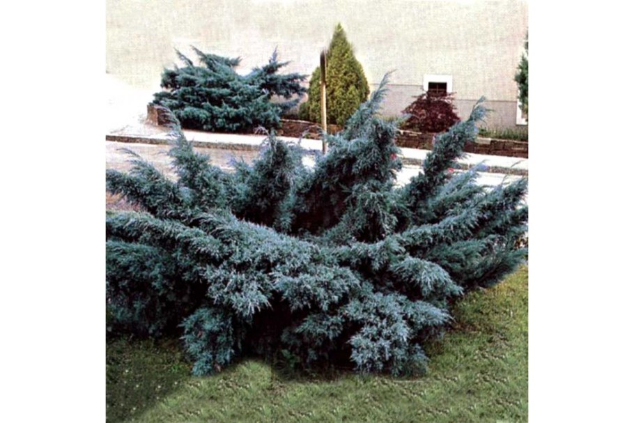 Можжевельник средний Пфитцериана Глаука