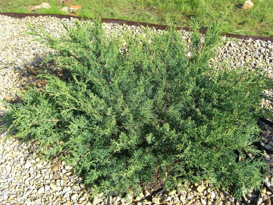 Можжевельник вергинтский Netz