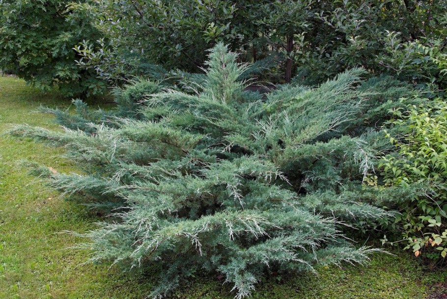 Можжевельник виргинский 'хётц'