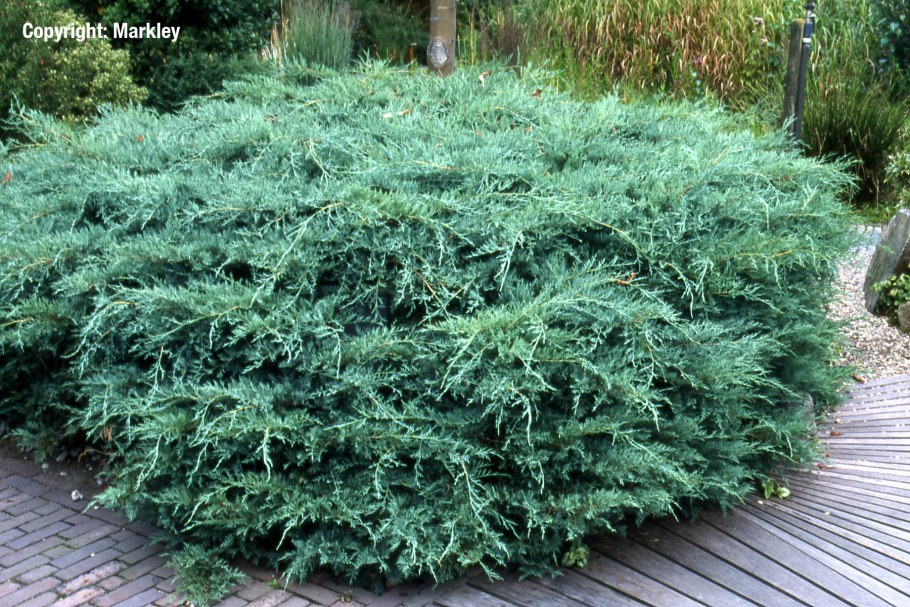 Можжевельник виргинский Глаука