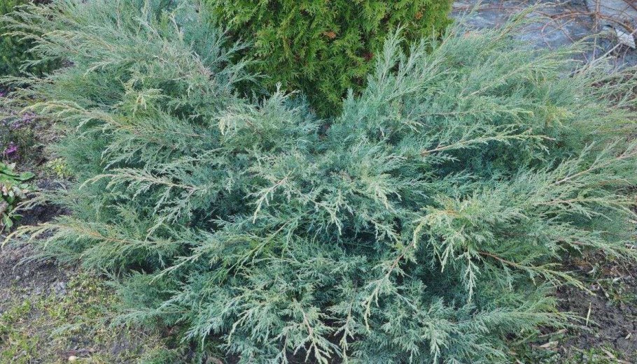 Можжевельник Juniperus virg. 'Grey Owl'