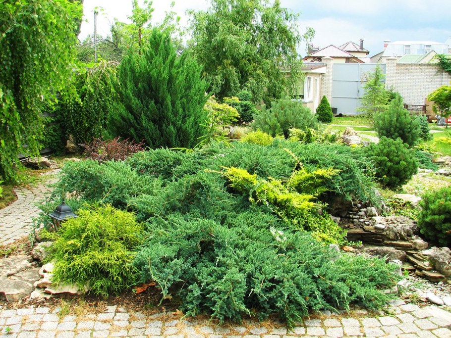 Коника казацкий можжевельник