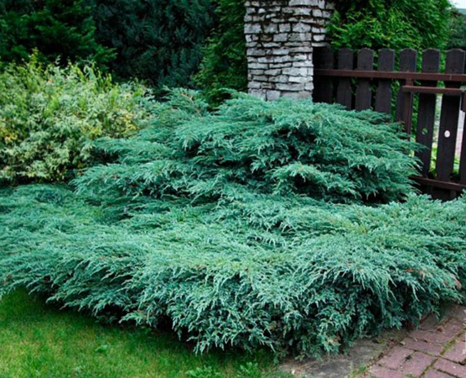 Можжевельник Блю Корвет