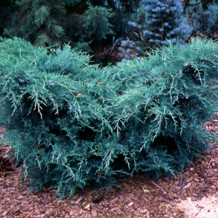 Можжевельник виргинский грей