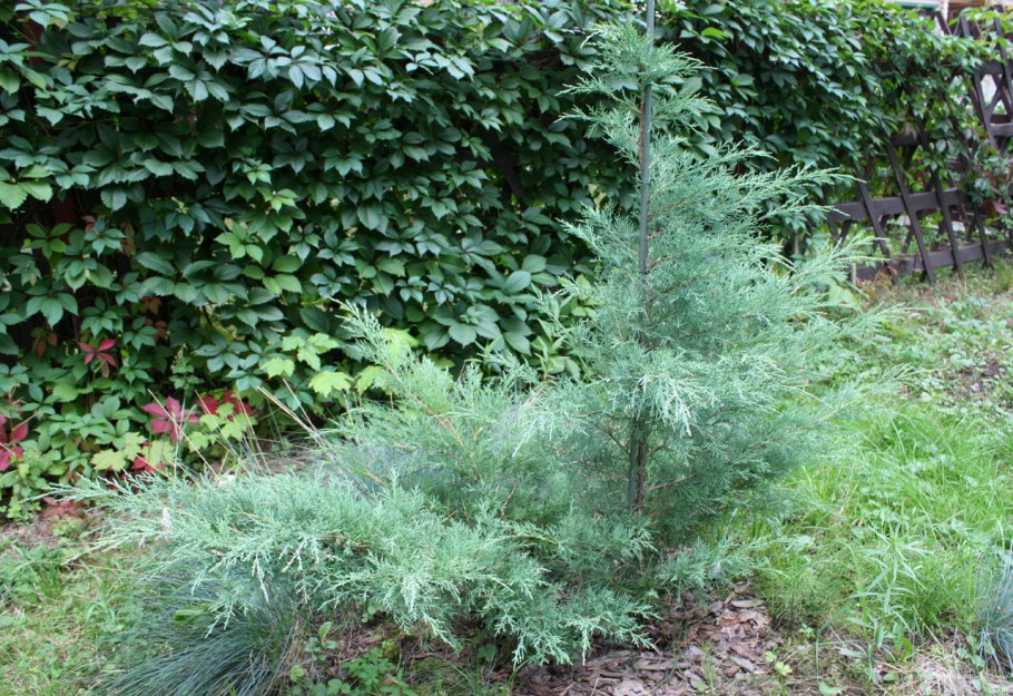 Можжевельник средний Хетци