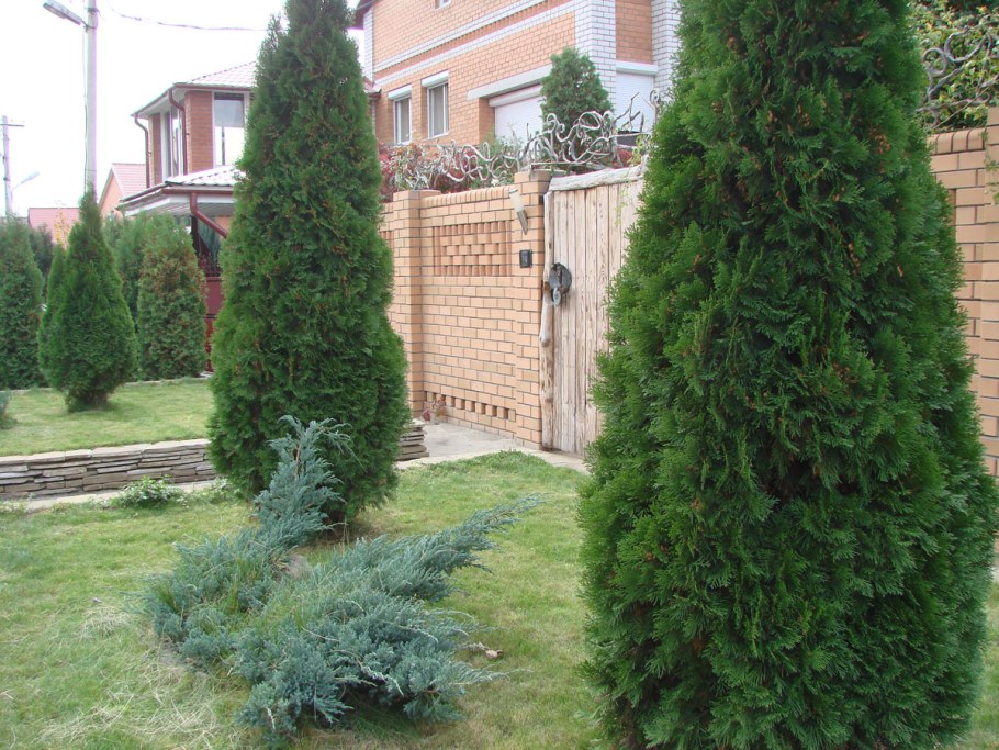 Можжевельник виргинский