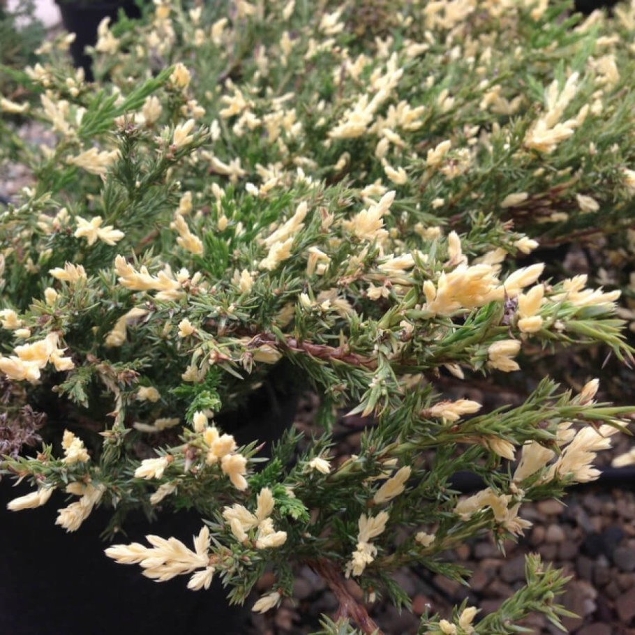 Можжевельник Андорра компакта Вариегата