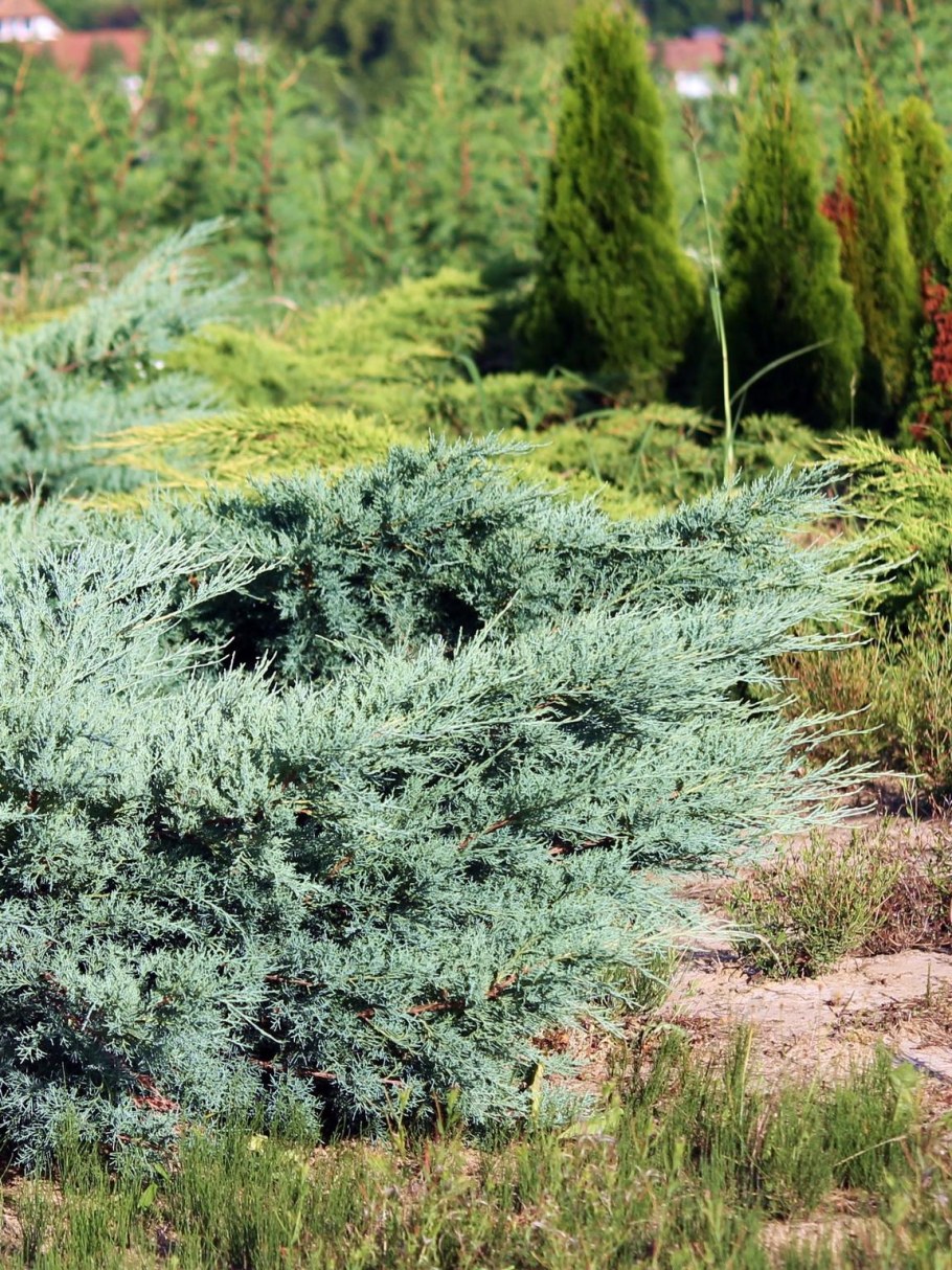Можжевельник виргинский грей