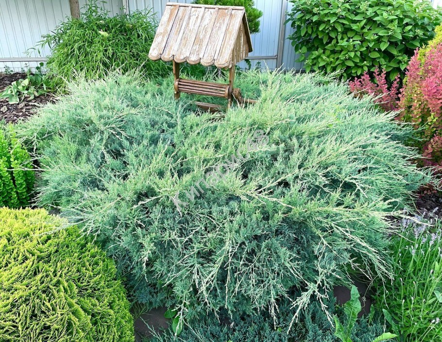 Можжевельник грей Оул