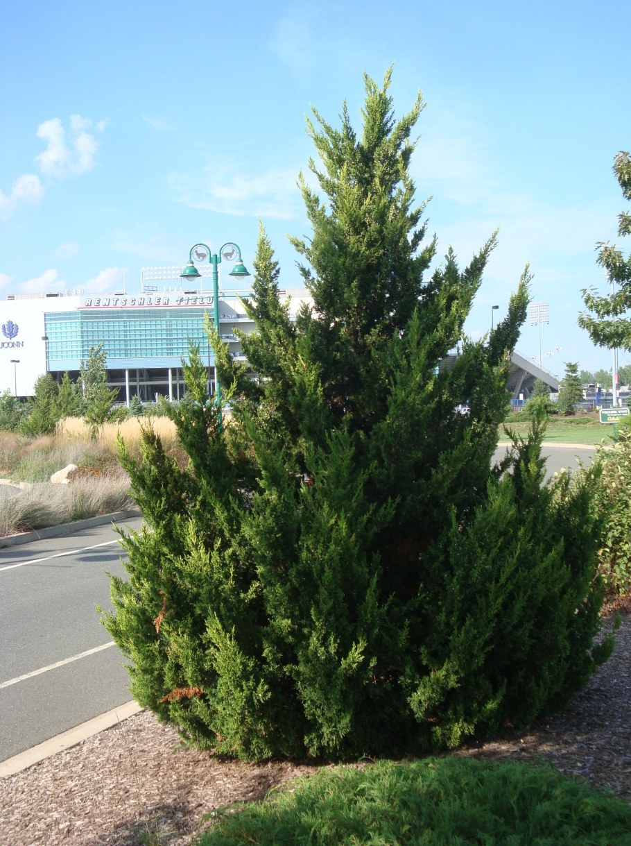 Можжевельник виргинский Мунглоу