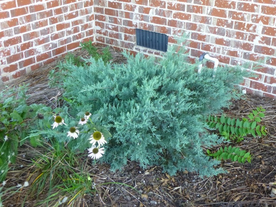 Можжевельник виргинский Хетц