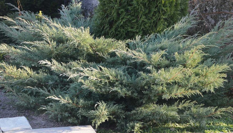 Можжевельник вергтинский "Grey Owl"