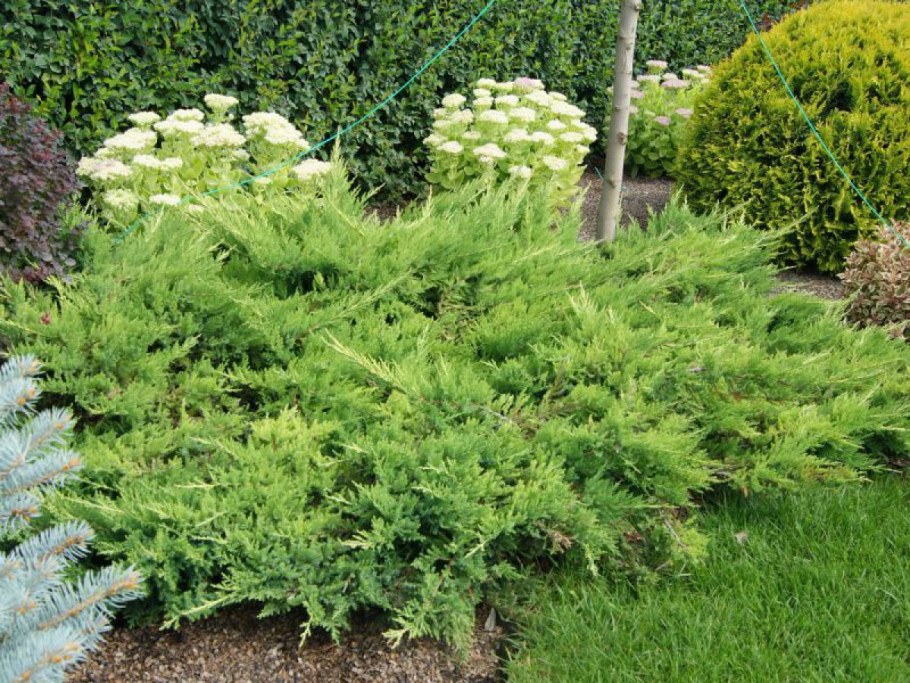 Можжевельник Пфитцериана Ауреа