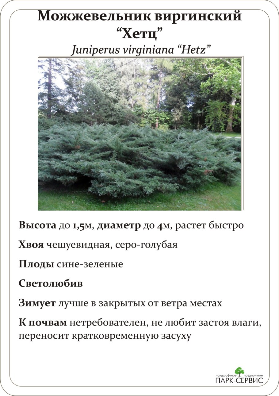 Можжевельник виргинский Хетц описание