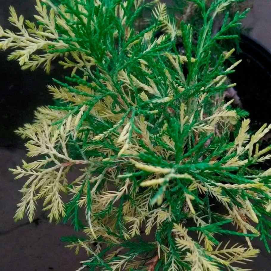 Можжевельник виргинский 'хётц'