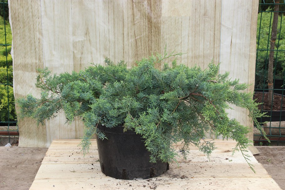 Можжевельник виргинский 'хётц'