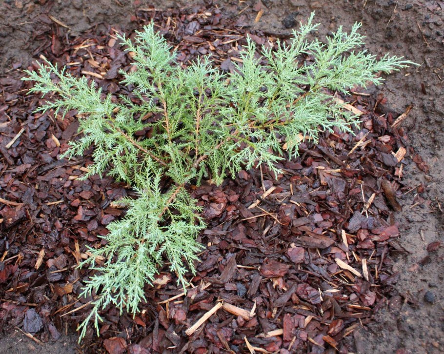 Можжевельник виргинский "Хетси"