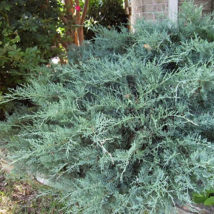 Можжевельник виргинский Блю Клауд