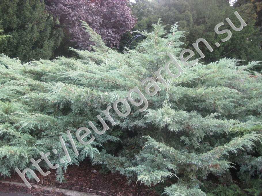 Можжевельник виргинский Schotti