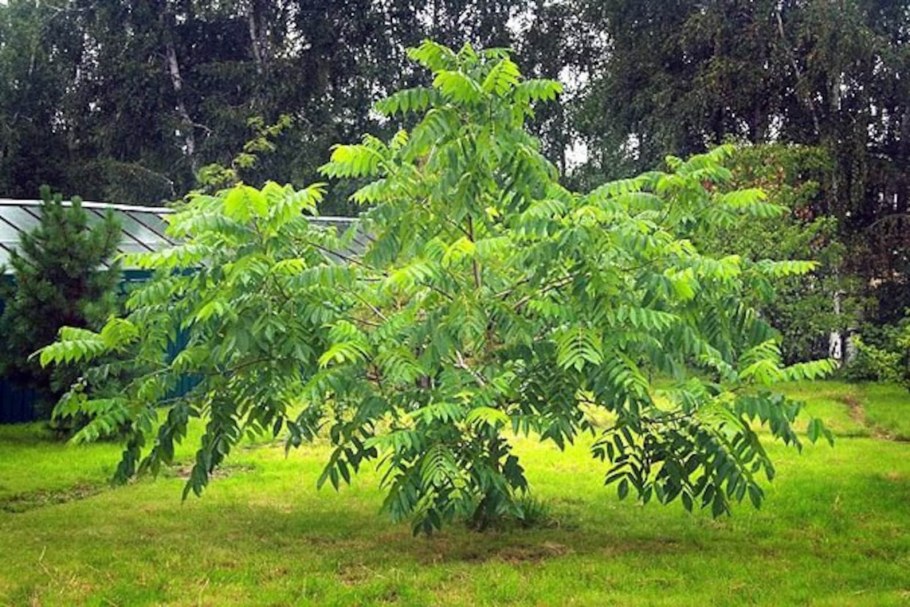 Орех маньчжурский (Juglans mandshurica)