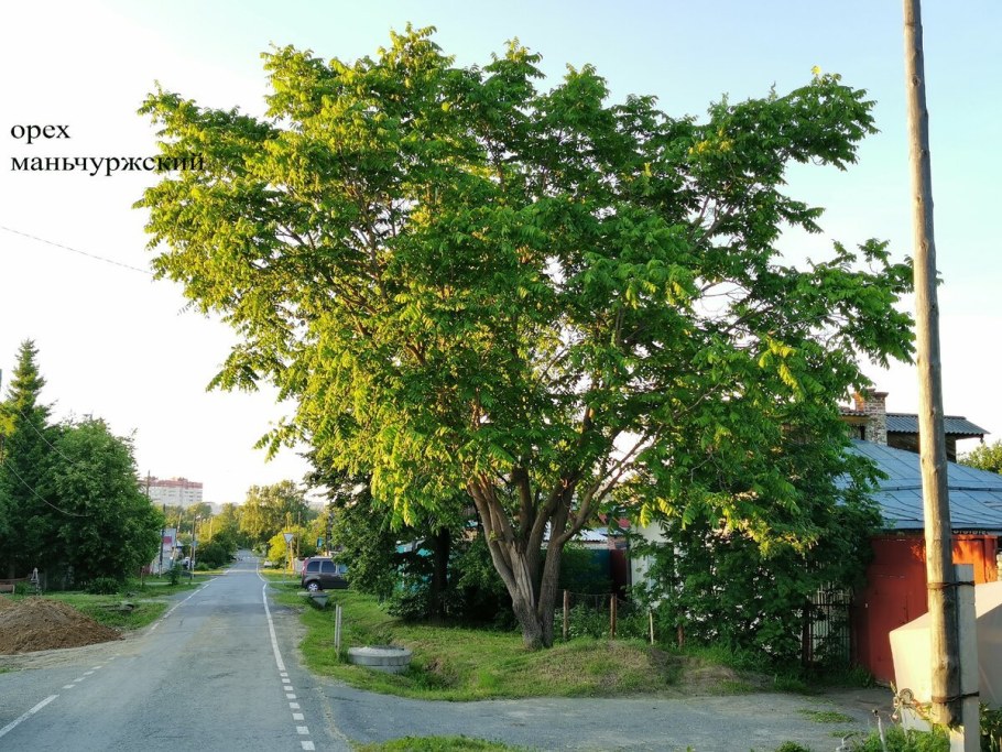 Орех маньчжурский(Juglans mandshurica Maxim)