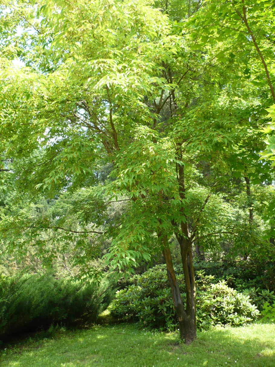 Клен ясенелистный или американский