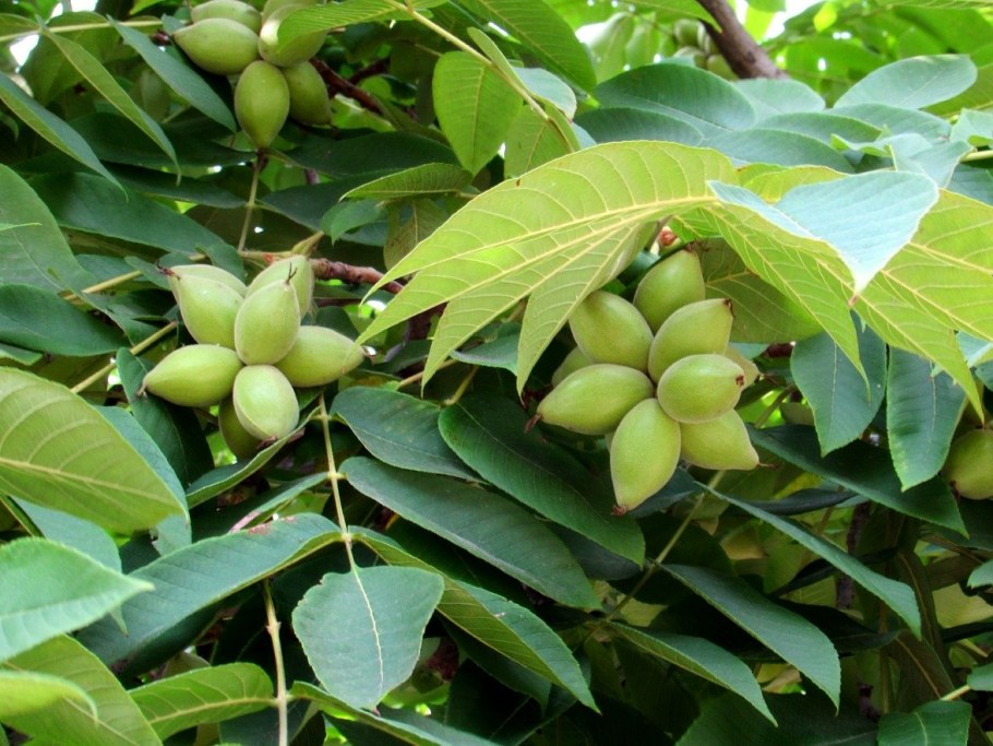 Juglans mandshurica дерево