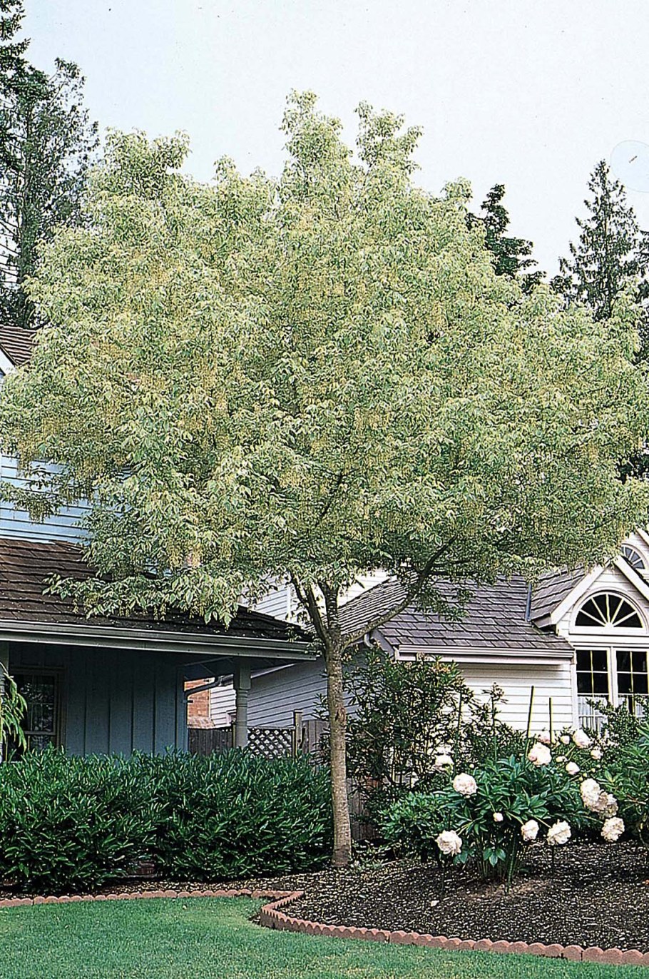 Клен ясенелистный Фламинго