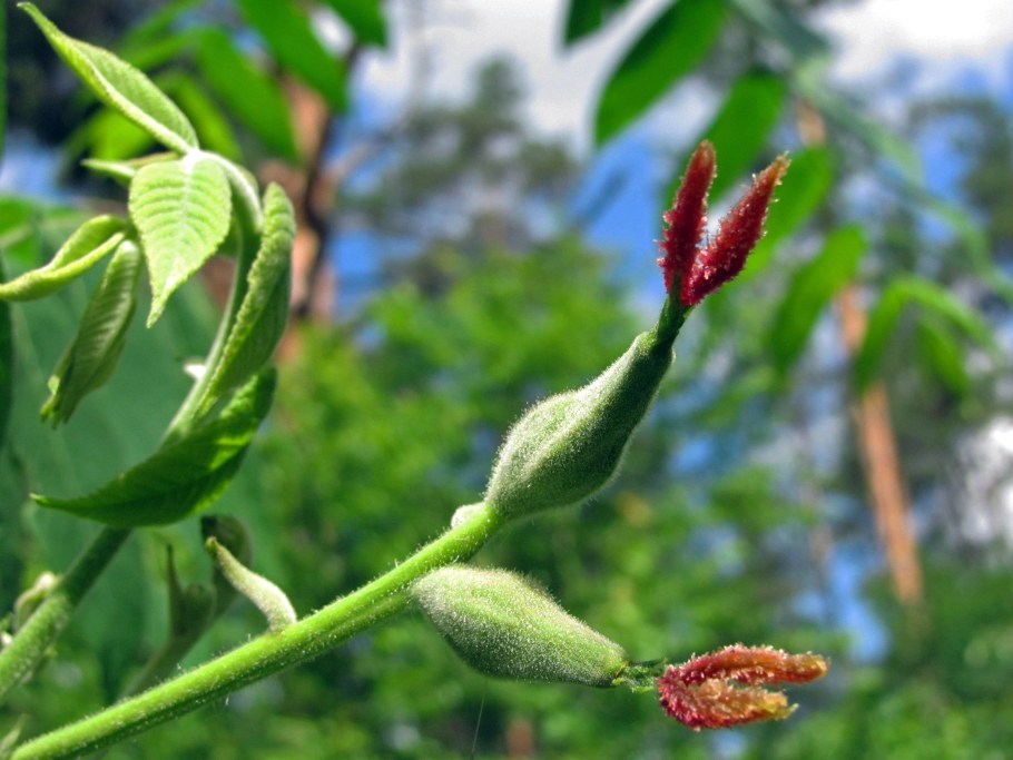 Перец маньчжурский