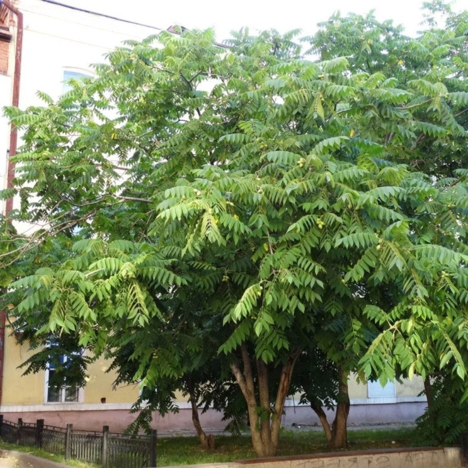Орех маньчжурский (Juglans mandshurica)